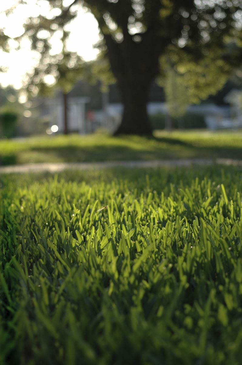 Sulfur treatment will help balance PH of the soil making needed nutrients more available to your lawn